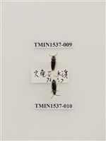 藏品(花蚤科)的圖片